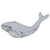 humungous+whale Picture