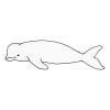 beluga whale
