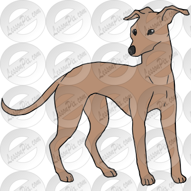 Greyhound Picture