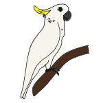 Cockatoo Picture