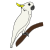 parrot