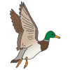 The mallard duck is flying.
