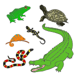 Reptiles and Amphibians Picture