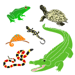 Reptiles and Amphibians Stencil