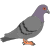 pigeon