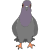 pigeon