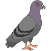 Delighted Pigeon Picture