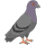 pigeon