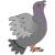 pigeon