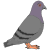 pigeon