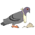 pigeon