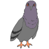 Mad Pigeon Picture