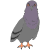 pigeon