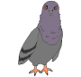 Mad Pigeon Picture