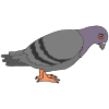 pigeon Picture