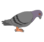 Sad Pigeon Picture