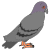 pigeon