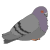 pigeon