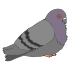pigeon