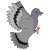 pigeon