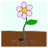 The+flower+grows. Picture