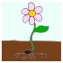 plants