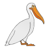 pelicans Picture