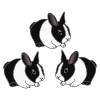 bunnies Picture