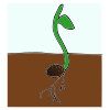 The+seeds+sprout+in+the+ground.+%0D%0ALas+semillas+brotan+en+la+tierra Picture