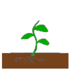 Plant+starts+to+grow Picture