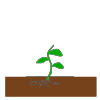 The flower begins to sprout