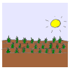 Soil Picture