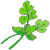 parsley