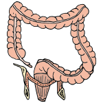 Lower Intestines Picture