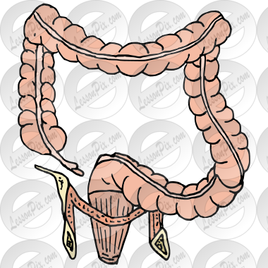 Lower Intestines Picture for Classroom / Therapy Use - Great Lower ...
