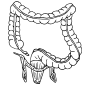 Lower Intestines  Outline
