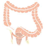 Lower Intestines Stencil