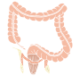 Lower Intestines  Stencil