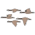 birds
