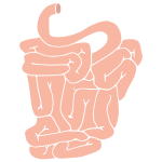 Small Intestines Stencil
