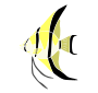 Angelfish Stencil