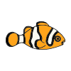 small+clownfish Picture