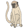 gibbon