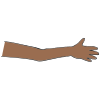 Arm+-+Elbow Picture