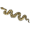 Slither+like+a+Snake Picture