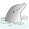Dolphin Picture