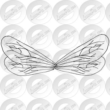 Insect Wings