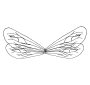 Insect Wings