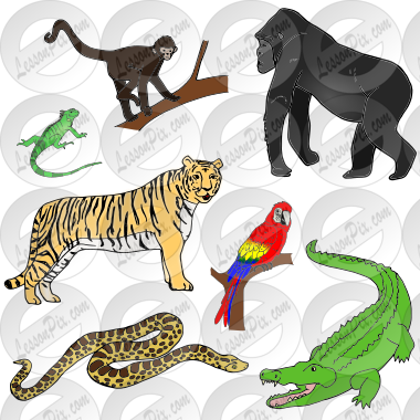 Jungle Animals
