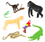 Jungle Animals